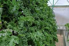Our-Farms-Curly-Kale-growing-in-Goa