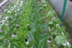 Our-farms-Commercial-Farm-for-TFH-Produce-Goa