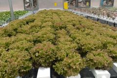 WhatsApp-Image-2022-06-13-at-11.03.23-AM