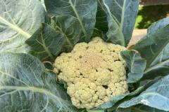 WhatsApp-Image-2026-01-14-at-3.42.03-PM-1