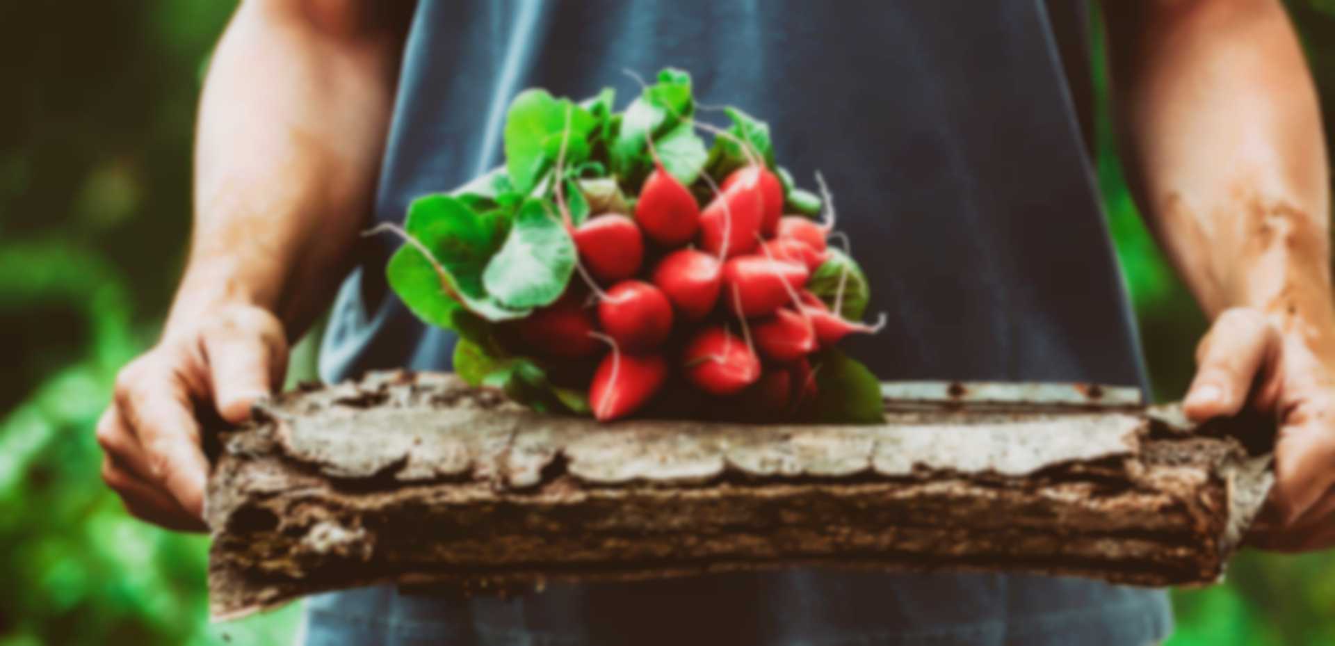 About Our Company: Story Behind Our Company's Hydroponic Mission