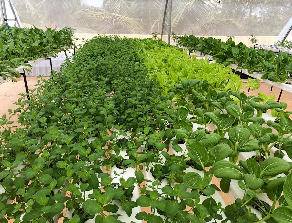 commercial hydroponic farming