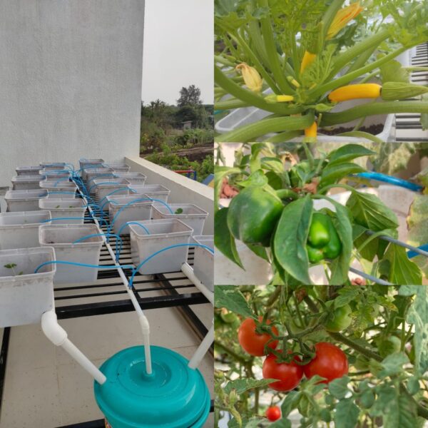 Hydroponic Vegetable Grower