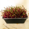 growing beetroot microgreens indoors