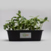 Microgreen Growing kit