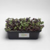 Purple radish microgreen