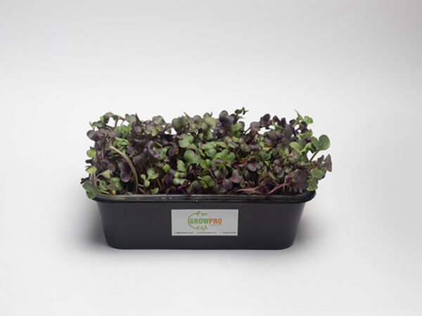 Purple radish microgreen