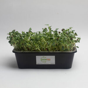 Radish Microgreen Growkit