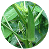 Bhindi