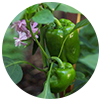 Capsicum