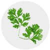 coriander