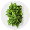 Italian Basil